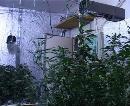 В Невском районе задержан «плантатор» конопли